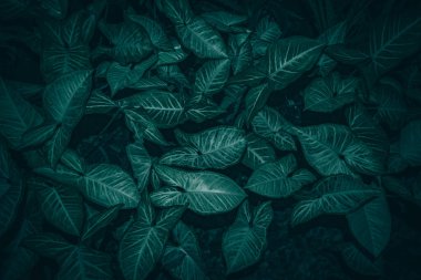 Taze yeşil yaprakları dokulu arka plan yakın görünümü 
