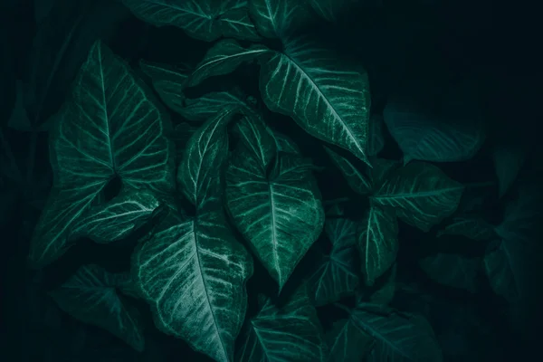 Близкий Вид Свежих Зеленых Листьев Текстурированного Фона — стоковое фото