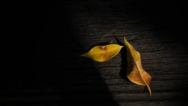 Tahta Yüzeyde Güneş Işığında Düşen Sarı Yapraklar — Stok fotoğraf