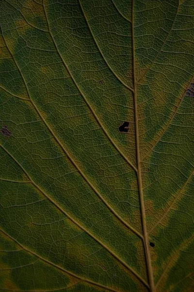 Grönt Tropiskt Löv Närbild Skott Stockbild