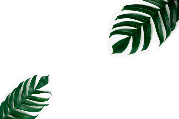 Зелене Тропічне Листя Ізольоване Білому Тлі — стокове фото