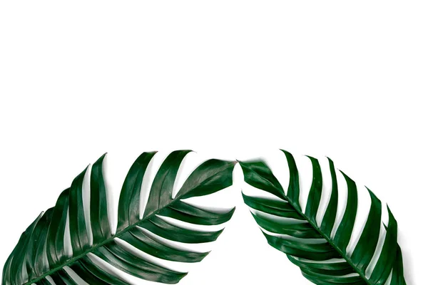 Green Tropical Leaves Isolated White Background — Stock Photo, Image