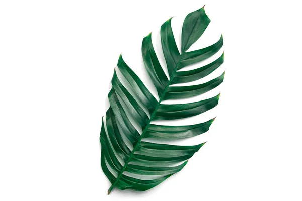 Зелений Тропічний Лист Ізольований Білому Тлі — стокове фото