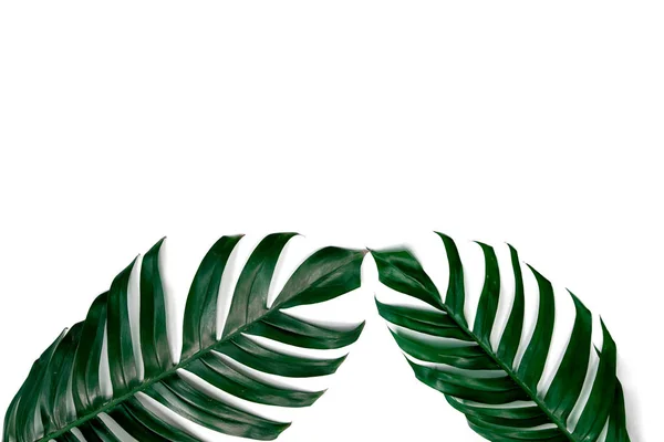 Gröna Tropiska Löv Isolerade Vit Bakgrund Stockbild