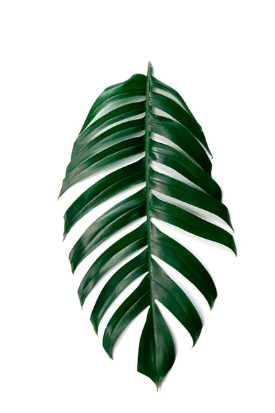 Gröna Tropiska Löv Isolerad Vit Bakgrund Royaltyfria Stockbilder
