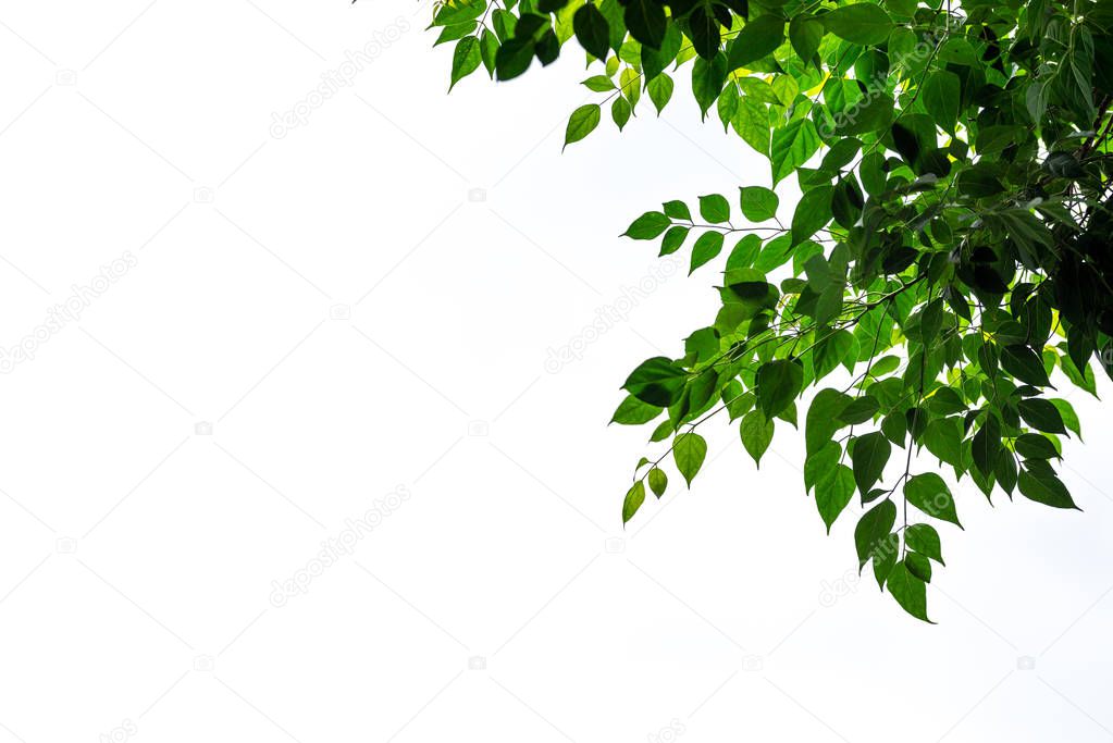 tree branches with green leaves on white background