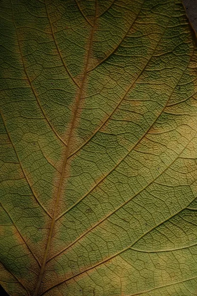 Közeli Felvétel Természetes Zöld Levél — Stock Fotó