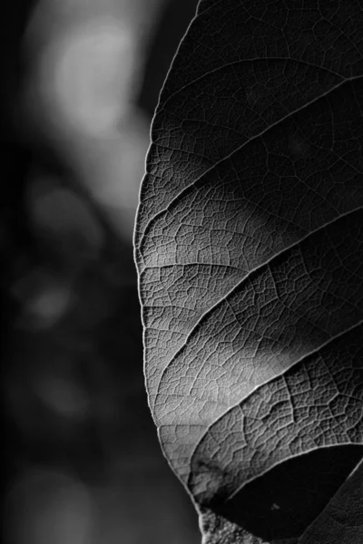 Feuille Plante Naturelle Noir Blanc — Photo