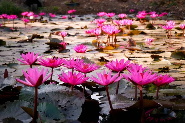 美丽的粉色荷花在花园里的池塘里绽放 — 图库照片