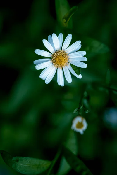 Nahaufnahme Weißes Blumenfeld Blüht Mit Verschwommenem Naturhintergrund Garten — Stockfoto