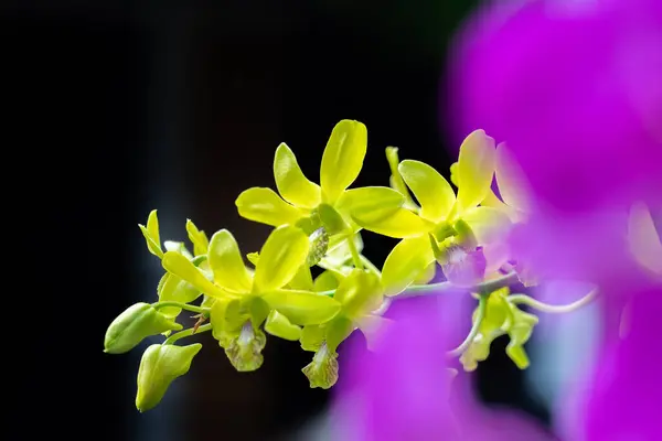 Fermer Fleurs Pourpres Orchidée Fleurissant Dans Gaeden Avec Fond Flou — Photo