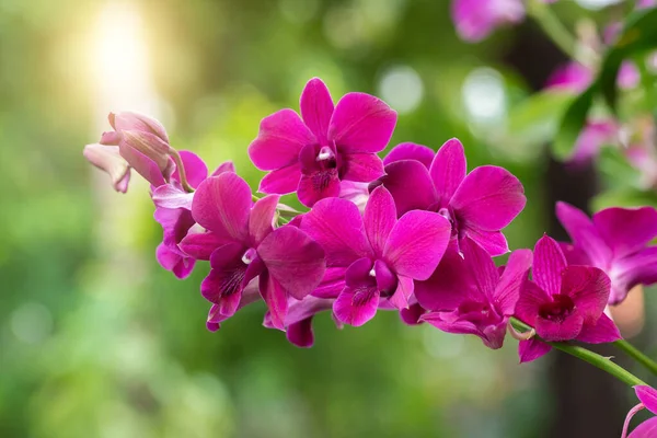 Närbild Lila Orkidé Blommor Blommar Blicken Med Suddig Natur Bakgrund Royaltyfria Stockbilder