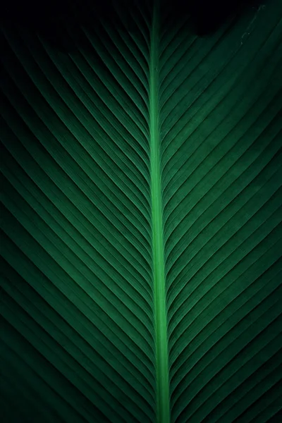 Trópusi Zöld Levelek Háttér Erdőben Zöld Természet Háttér — Stock Fotó