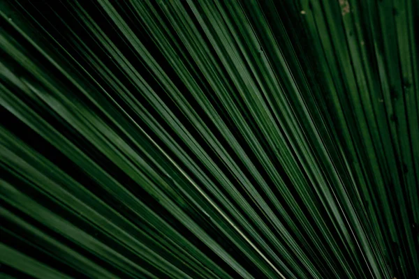 Fondo Hojas Verdes Tropicales Bosque Fondo Verde Naturaleza — Foto de Stock