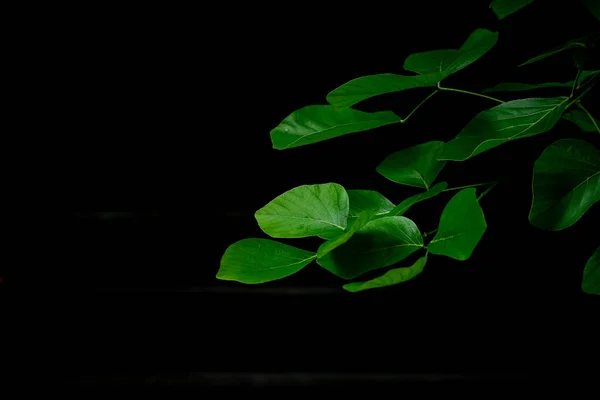 Тропические Зеленые Листья Фона Лесу Зеленый Фон Природы — стоковое фото