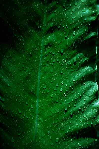 Close Kropla Deszczu Zielone Liście Tła — Zdjęcie stockowe
