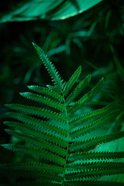 Τροπικά Πράσινα Φύλλα Φόντο Στο Δάσος Πράσινο Φόντο Της Φύσης — Φωτογραφία Αρχείου