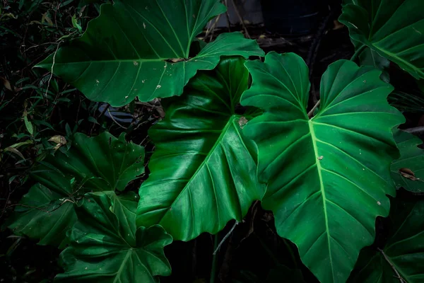 Тропічні Зелені Листки Лісі Тлі Зеленої Природи — стокове фото