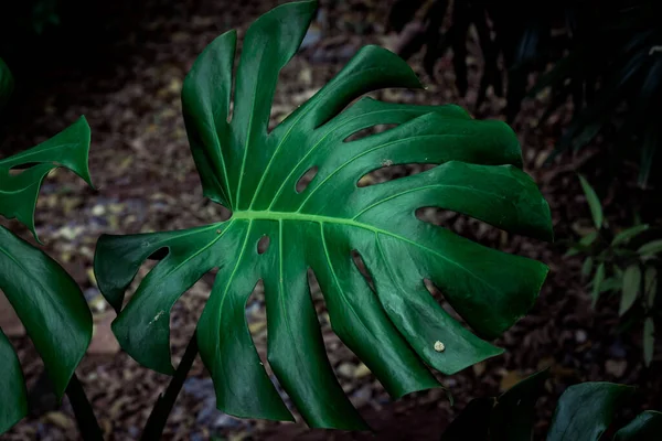Tropické Zelené Listy Pozadí Lese Zelená Příroda Pozadí — Stock fotografie
