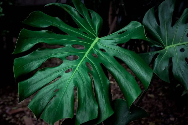 Fondo Hojas Verdes Tropicales Bosque Fondo Verde Naturaleza — Foto de Stock