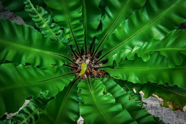 Тропічні Зелені Листки Лісі Тлі Зеленої Природи — стокове фото