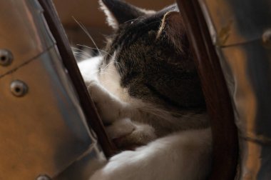 Sandalyede uyuyan kedi