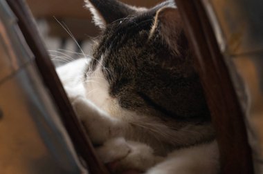 Sandalyede uyuyan kedi