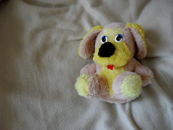 Bonito cachorro brinquedo tiro — Fotografia de Stock