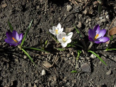 Bahar Crocus çiçekler çiçek
