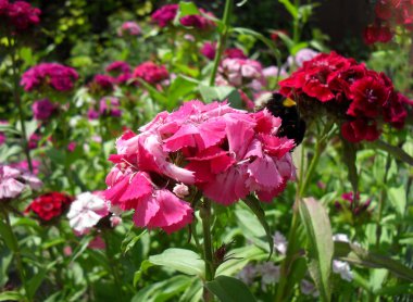 Terry karanfil çiçekler