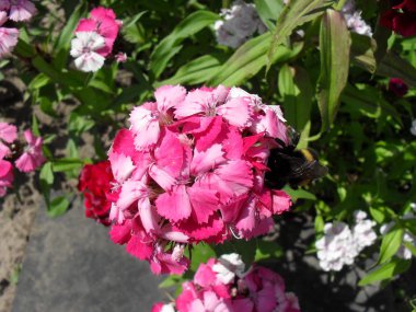 Terry karanfil çiçekler