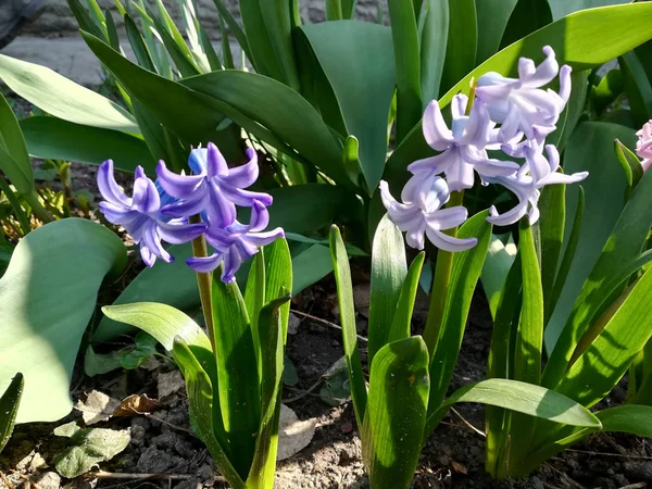 Flores de jacinto púrpura en flor de primavera jardín —  Fotos de Stock