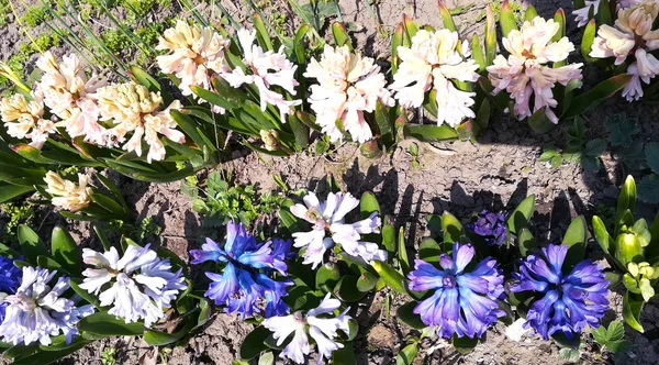 Flores jacintos que crecen en la granja. flores de jacinto en el jardín. Hermoso paisaje al aire libre . —  Fotos de Stock