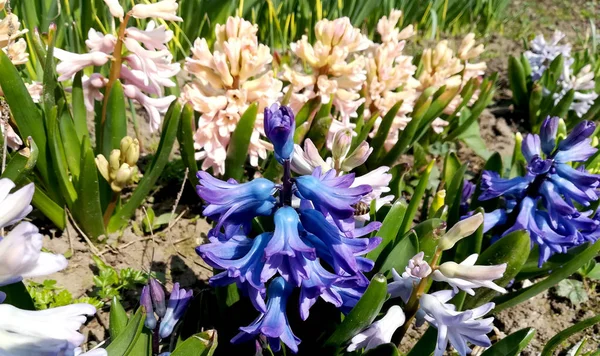 Blüht Hyazinthen, die auf dem Hof wachsen. Hyazinthen blühen im Garten. schöne Landschaft im Freien. — Stockfoto