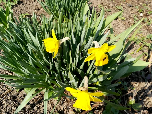 Narciso amarillo primavera crecer en jardín parque —  Fotos de Stock