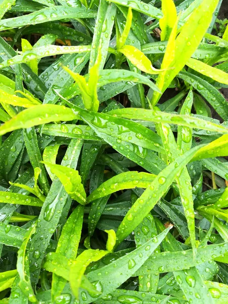 background of dew drops on bright green grass