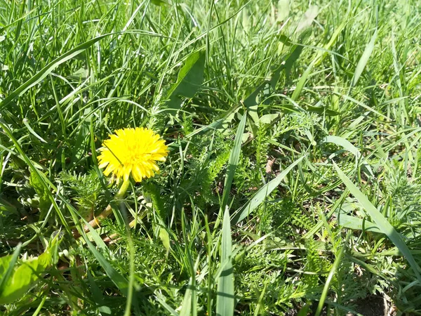 Yellow dandelions. spring lawn. green grass. bloom flowers summer — Stok fotoğraf