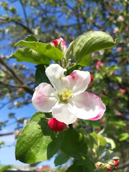 Цветы и почки на ветке весной, яблоня . — стоковое фото