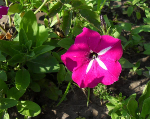 Flores de Petunia florecen en el jardín rosa — Foto de Stock