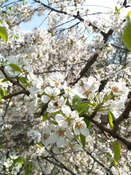 Flores de cerejeira em um ramo de cerejeira. Uma abelha em flores de cereja — Fotografia de Stock