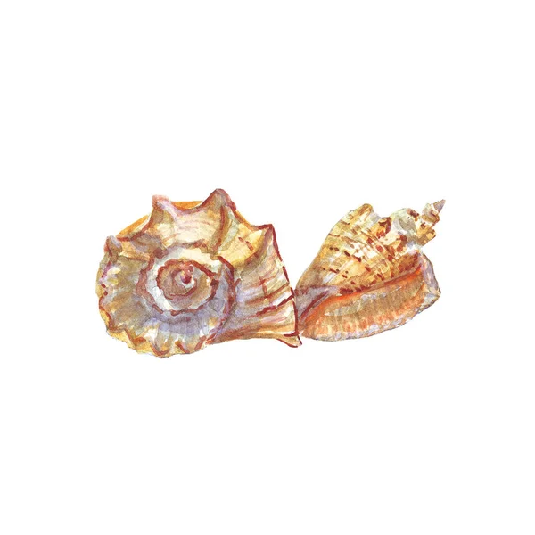 Watercolor of seashells on white background isolated — Stock Photo, Image