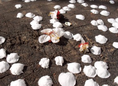 ahşap arka planda düşmüş beyaz yaprakları