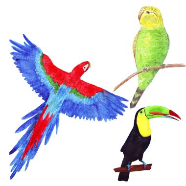 papağan ve toucan ile suluboya tropikal seti