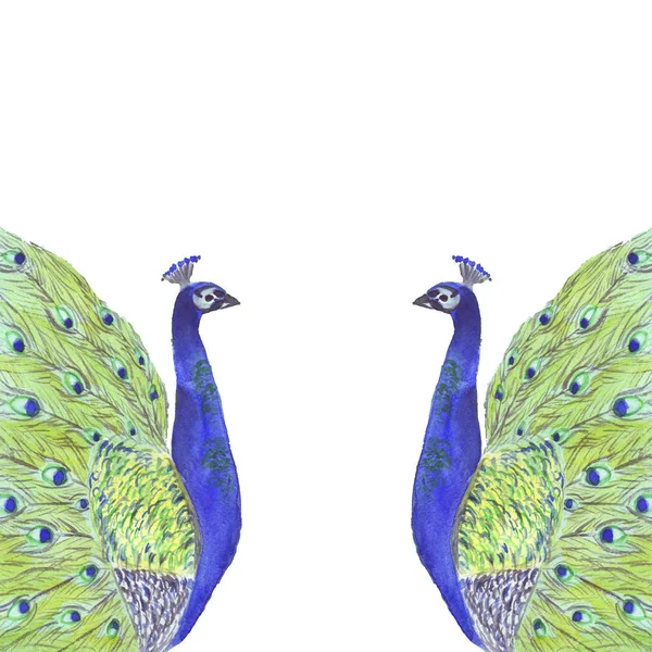 Acquerello cornice composizione tropicale con uccelli pavone — Foto Stock