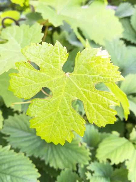 Folhas de uva folha verde fundo natureza textura jardim — Fotografia de Stock