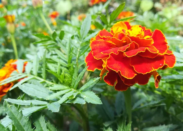 Flores de caléndula florecen en el jardín de verano en un día soleado. cama de flores. Lugar para tu mensaje. La floración es hermosa. imagen es adecuada para carteles, imágenes, tarjetas, calendarios — Foto de Stock