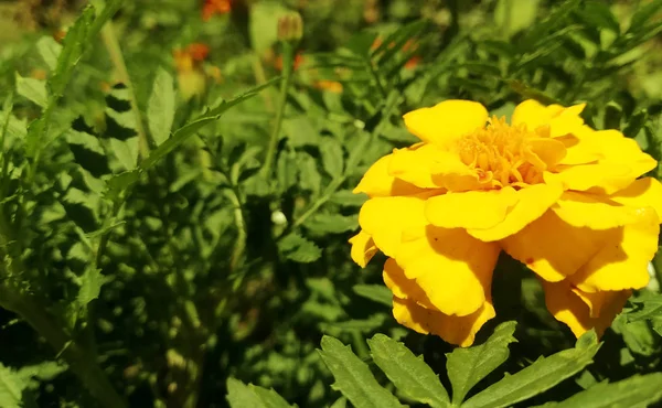 Ringelblumen blühen an einem sonnigen Tag im Sommergarten. Blumenbeet. Platz für Ihren Text. Blüte ist schön. Bild eignet sich für Poster, Bilder, Karten, Kalender — Stockfoto