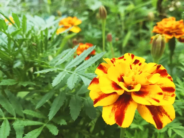 Flores de caléndula florecen en el jardín de verano en un día soleado. cama de flores. Lugar para tu mensaje. La floración es hermosa. imagen es adecuada para carteles, imágenes, tarjetas, calendarios — Foto de Stock