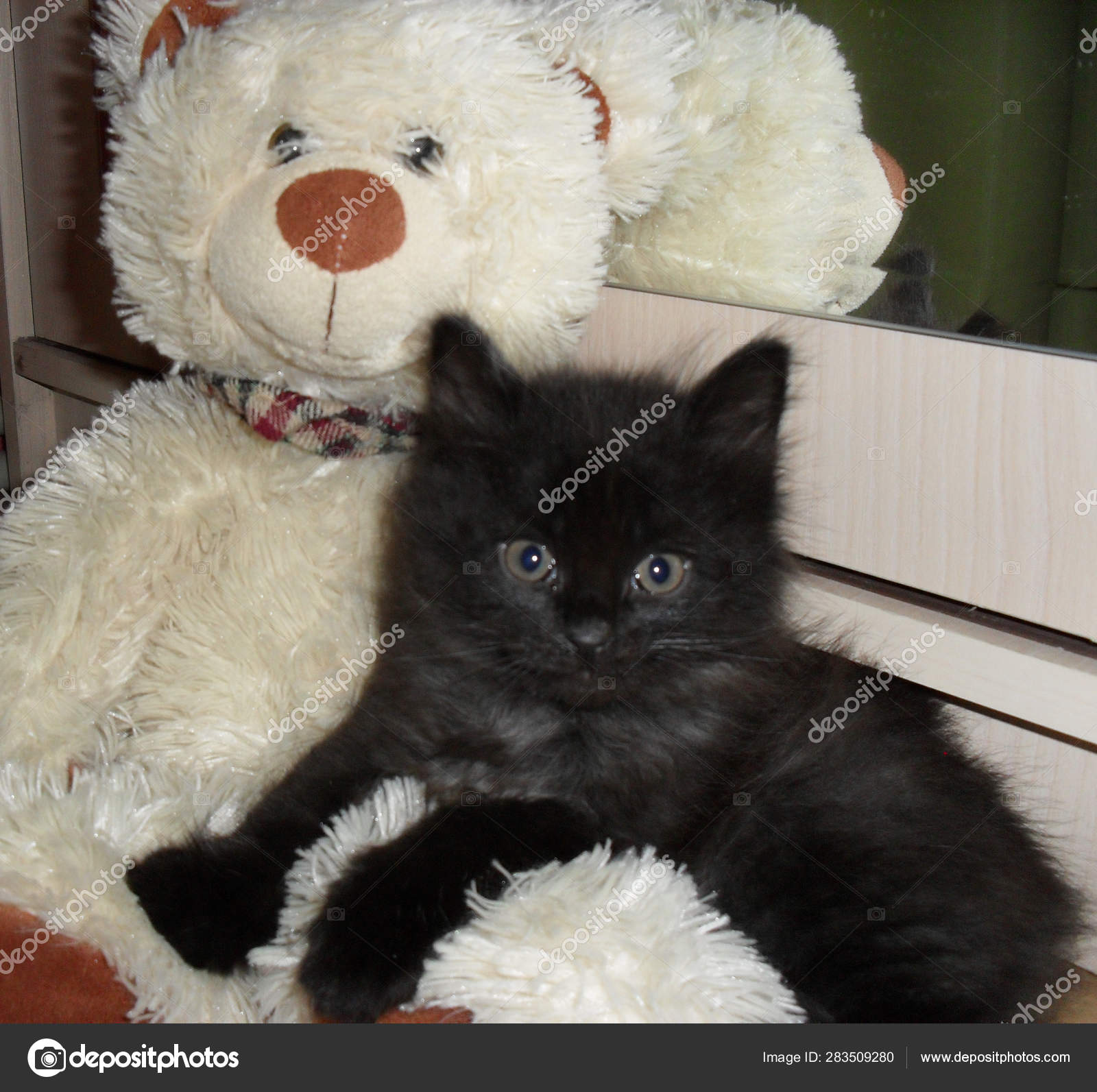 kitten teddy bear