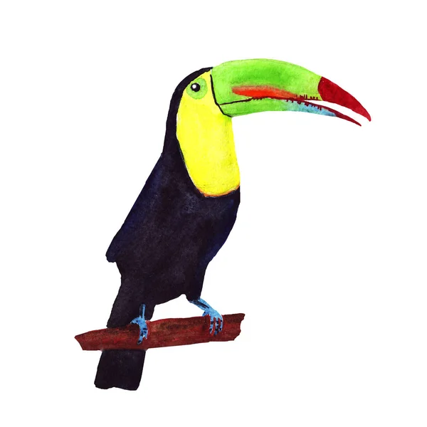 Aquarelle toucan oiseau tropical isolé sur blanc — Photo